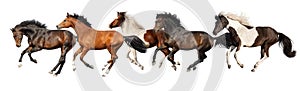 Horses run gallop isolated photo