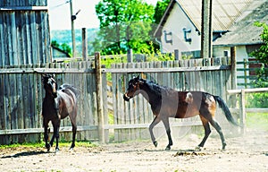 Horses run gallop in meadow