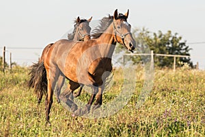 Horses run gallop in meadow