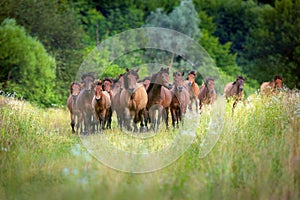 Hutsul horses herd photo