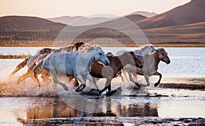 The horses run gallop in the water photo