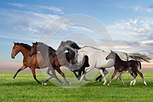 Horses run