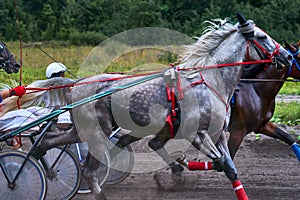 Horses run at high speed along the track of the racetrack. Competitions - horse racing