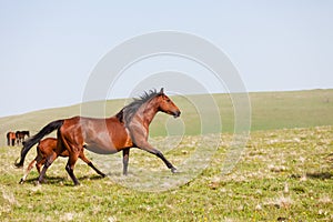 Horses run on a mountain pasture
