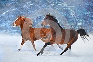 Horses run in snow