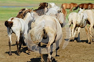 Horses run in steppe near Kharkhorin, Mongolia.