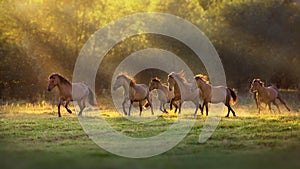 Horses run in sunlight