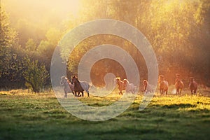 Horses run at sunset light