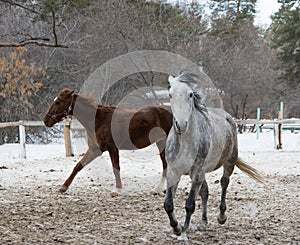 horses run