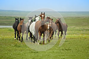 Caballos correr 