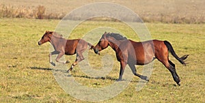 Horses running