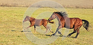 Horses Running