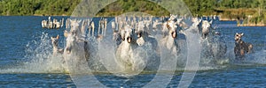 Horses running