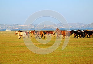 Horses running