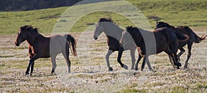 Horses running