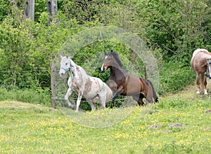 Horses running