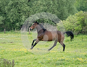 Horses running