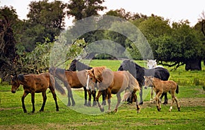 Horses Running