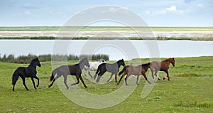 Horses Running