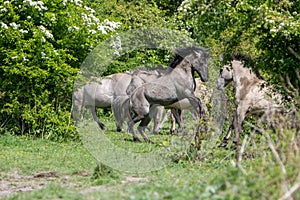 horses running across a field of tall grass next to some trees