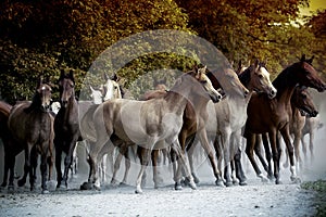 horses running along a country road