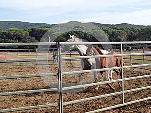 Horses running around a paddock