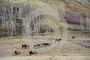 Horses running in autumn prairie with birch trees