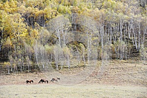 Horses running in autumn prairie with birch trees