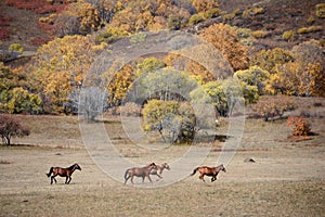 Horses running in autumn prairie with colorful trees