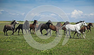 Caballos correr  cielo azul a césped 