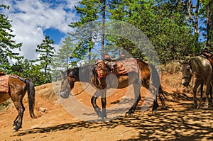 Horses running down the cliff of Tiger`s nest in Paro, Bhutan after dropping the passenger