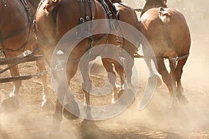 Horses Running through Field