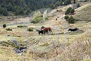 Horses running on field at Vall dÂ´incles, Andorra