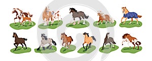 Horses running, galloping, trotting, walking and frolicking outdoors, set. Thoroughbred stallions in dynamic poses photo