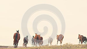 Horses running on a grass field