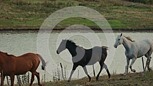 Horses running on a grass field