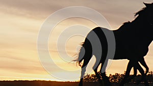 Horses running on a grass field