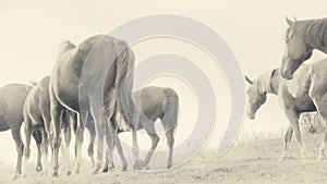 Horses running on a grass field