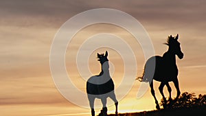 Horses running on a grass field