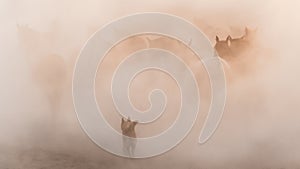 Horses running and kicking up dust while a shepherd dog chases them. Yilki horses in Kayseri Turkey are wild horses