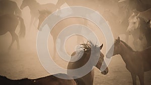 Horses running and kicking up dust. Yilki horses in Kayseri Turkey are wild horses with no owners