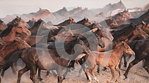 Horses running and kicking up dust. Yilki horses in Kayseri Turkey are wild horses with no owners