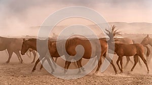 Horses running and kicking up dust. Yilki horses in Kayseri Turkey are wild horses with no owners