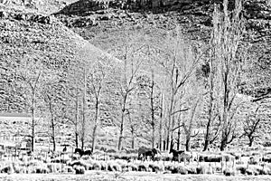 Horses running at Kromrivier Cederberg Park. Monochrome