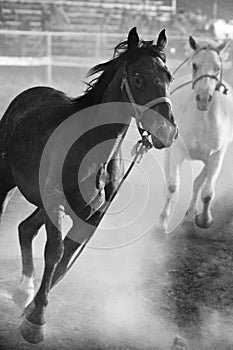 Horses running loose at rodeo