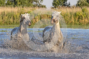 Horses running through the marshes in the Camargue