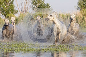 Horses running through the marshes in the Camargue