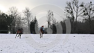 Horses are running on the meadow