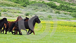 Horses running in the meadow