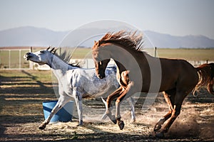 Horses running and playing